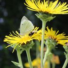 Hummel und Kohlweisling auf Blüte