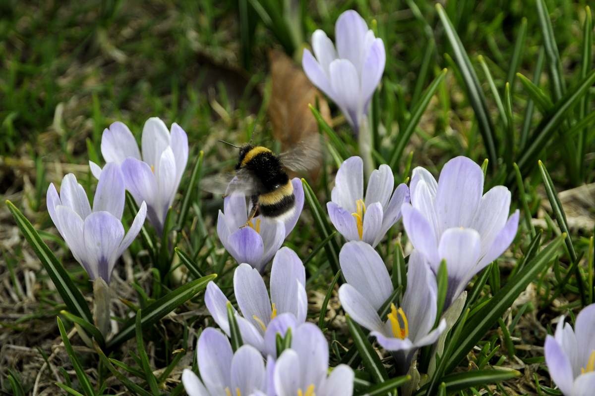 Hummel und Krokusblüte am Hündle