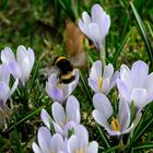 Hummel und Krokusblüte am Hündle