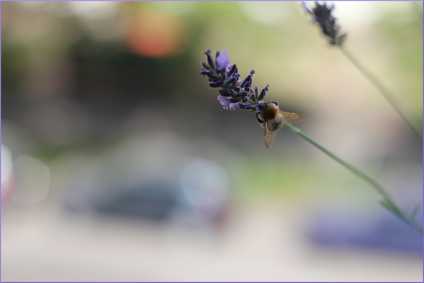 Hummel und Lavendel