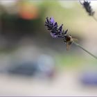 Hummel und Lavendel