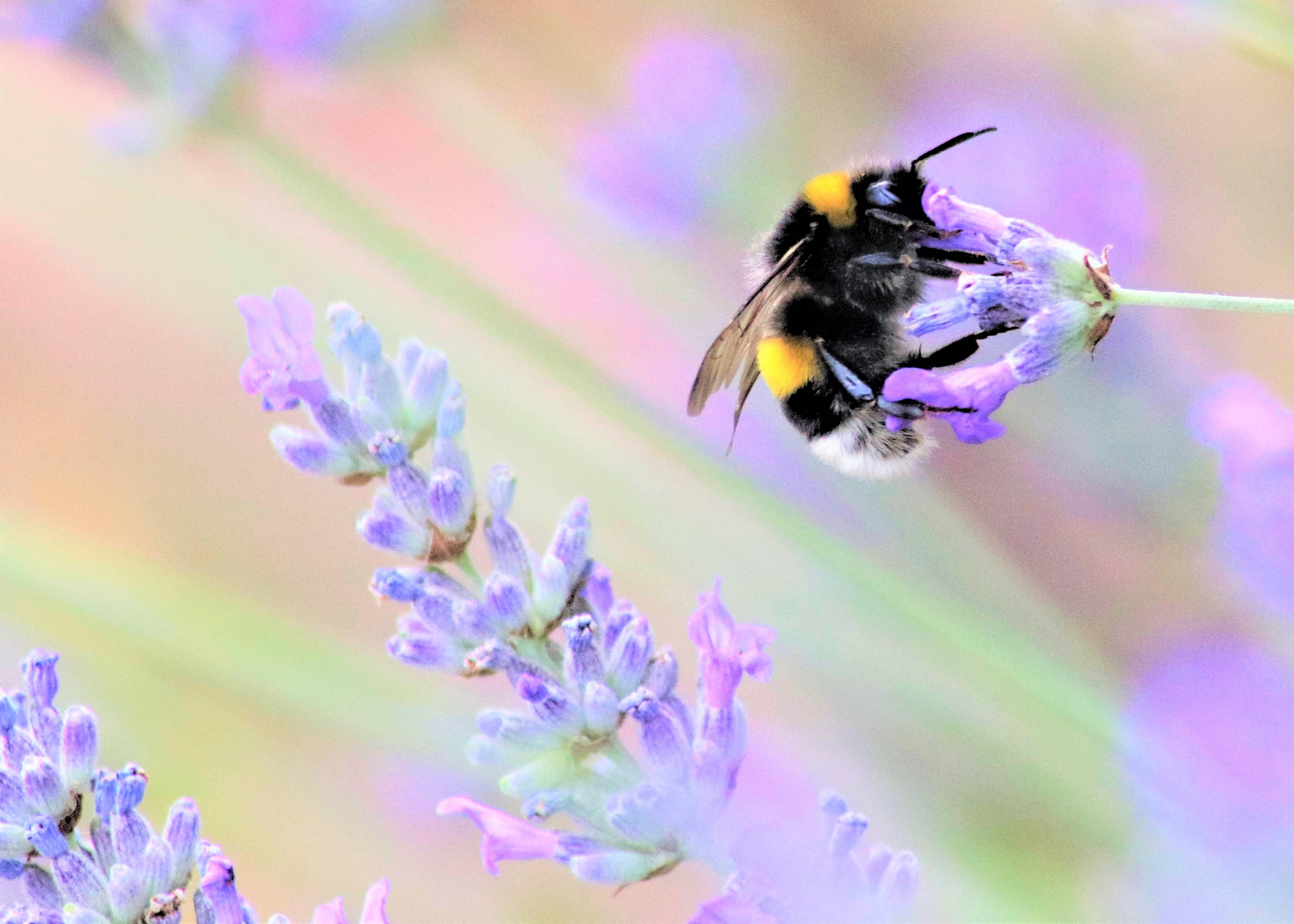 Hummel und Lavendel