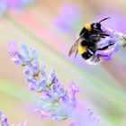 Hummel und Lavendel