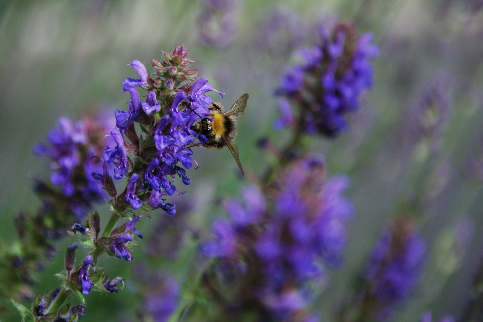 Hummel und Lavendel