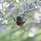 Hummel und Lavendel