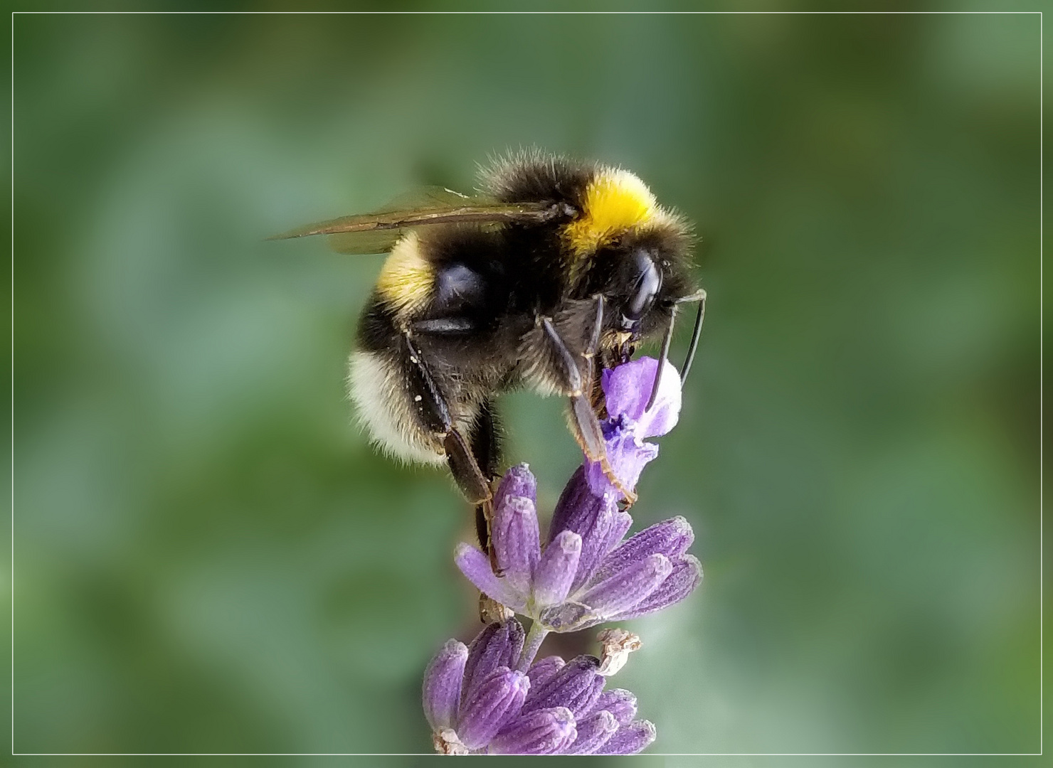 Hummel und Lavendel3. mr.jpg