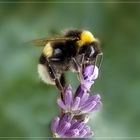 Hummel und Lavendel3. mr.jpg