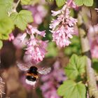 Hummel und Nektar