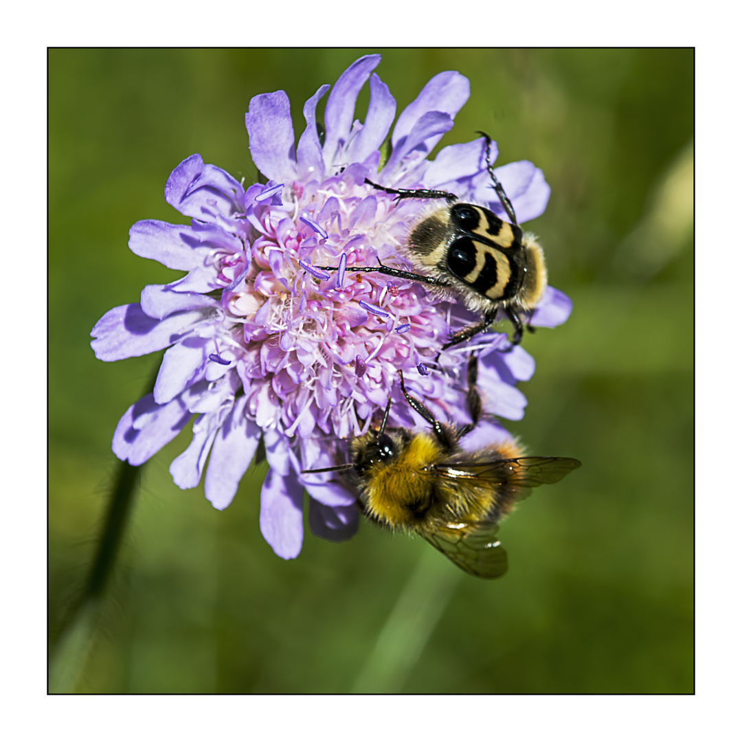 Hummel und Pinselkäfer