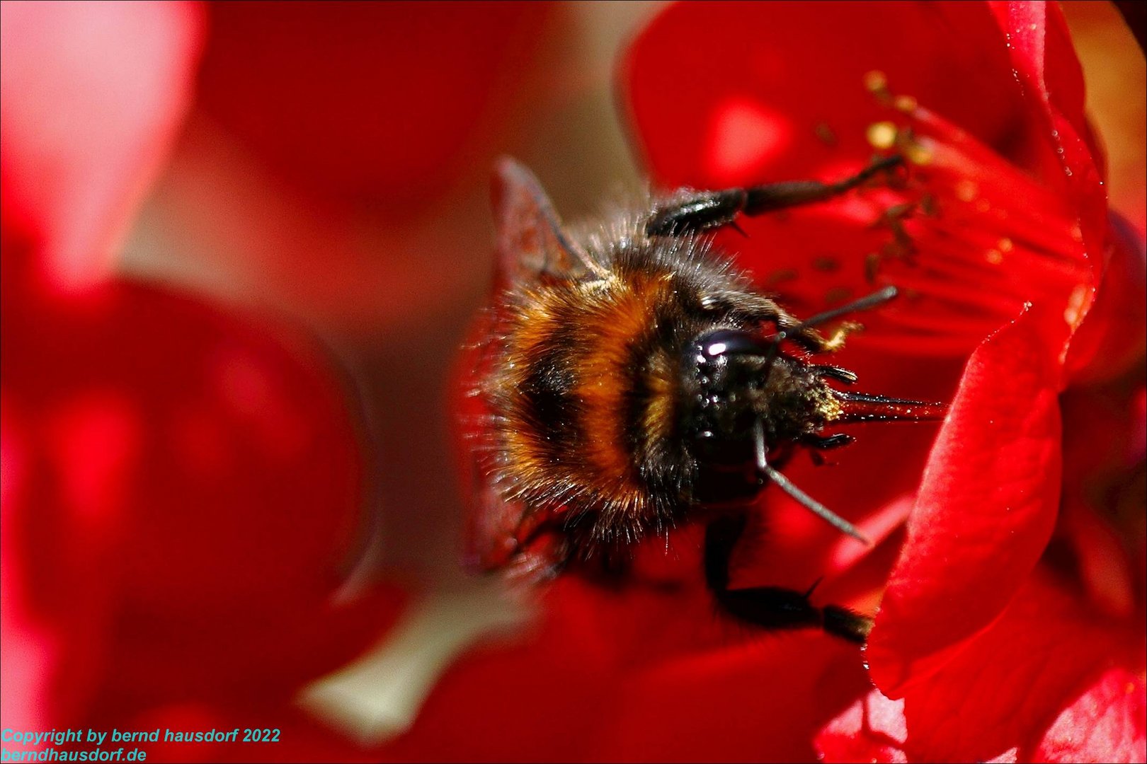 Hummel und Quitte