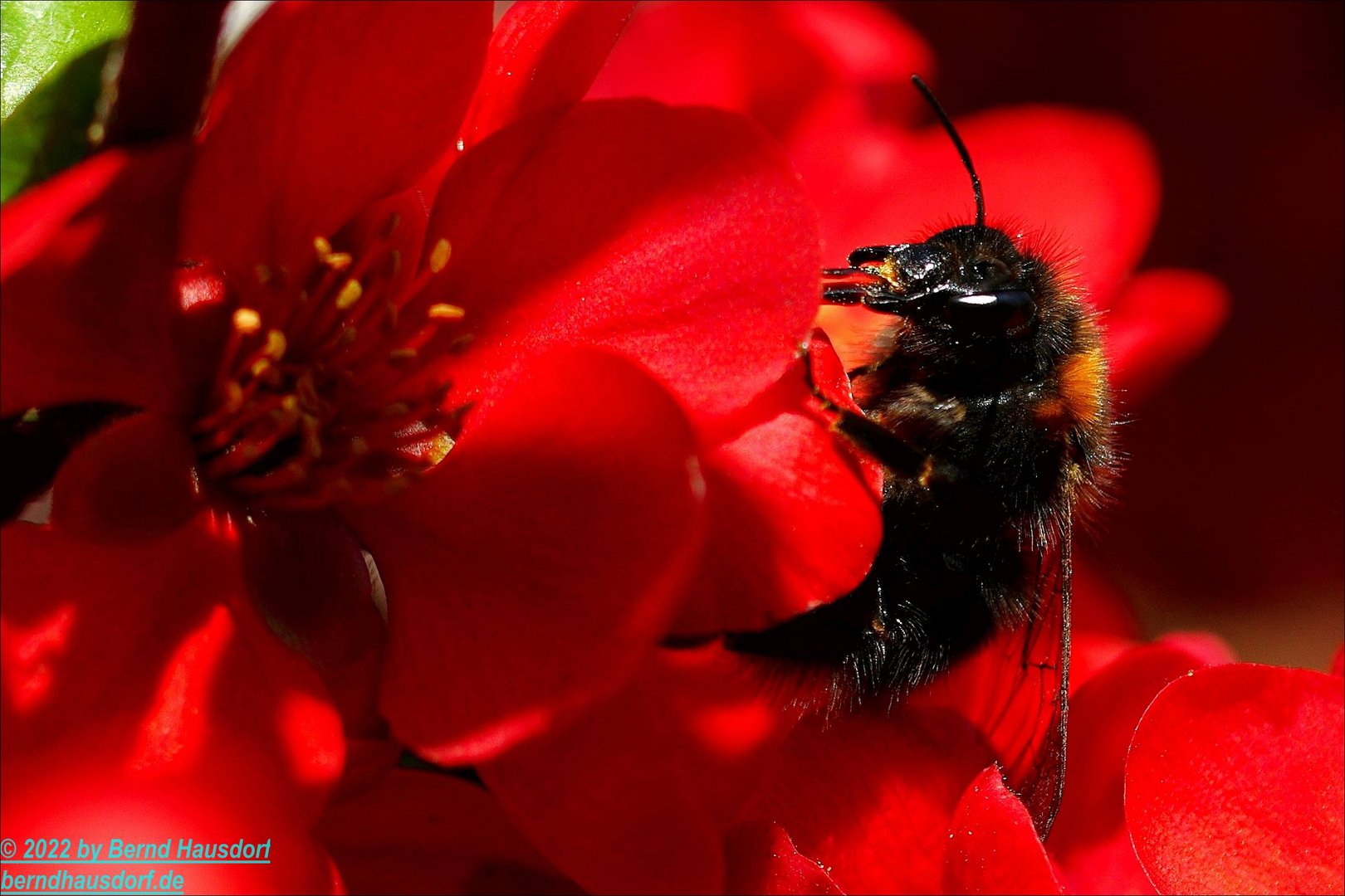 Hummel und Quitte