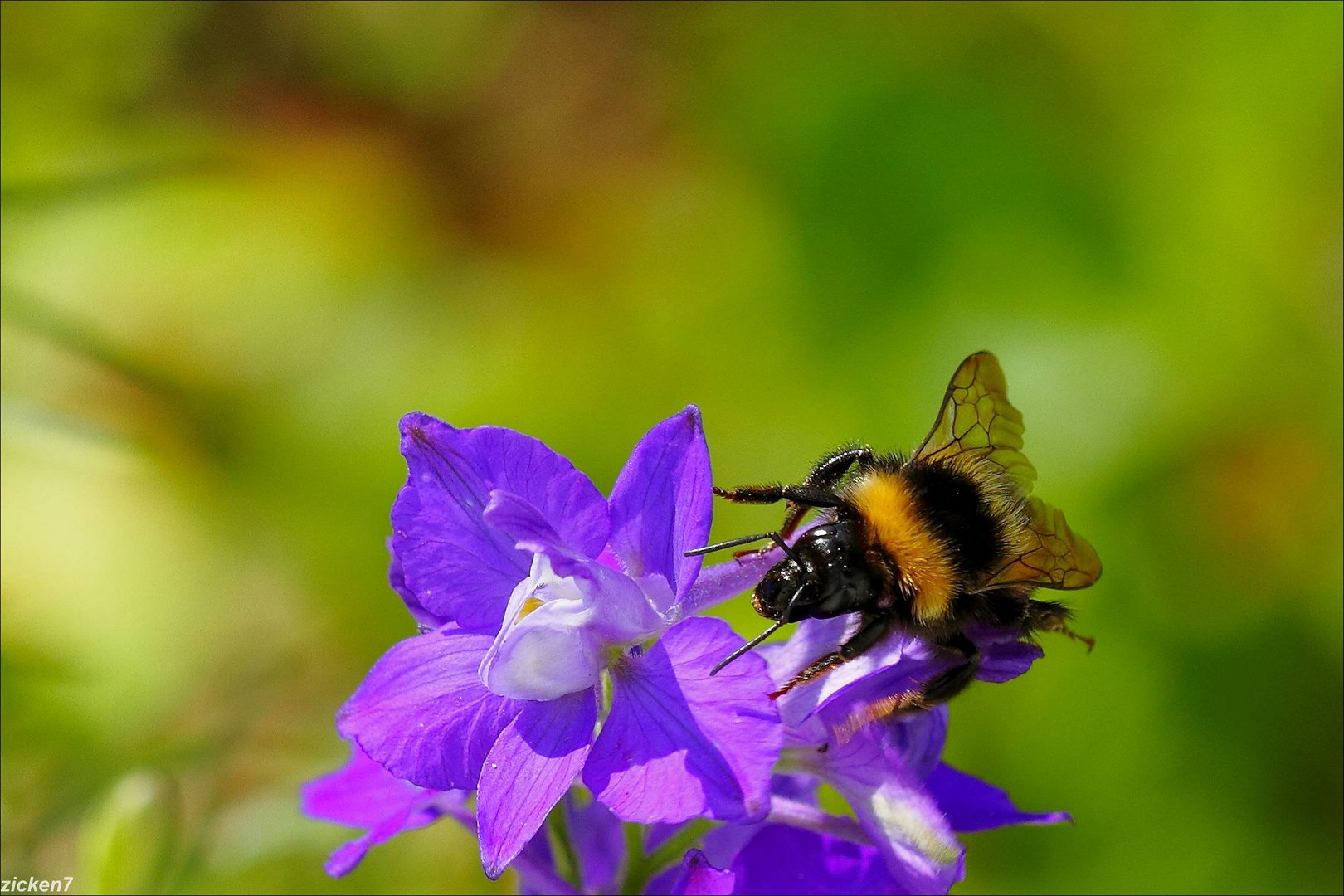 Hummel und Rittersporn