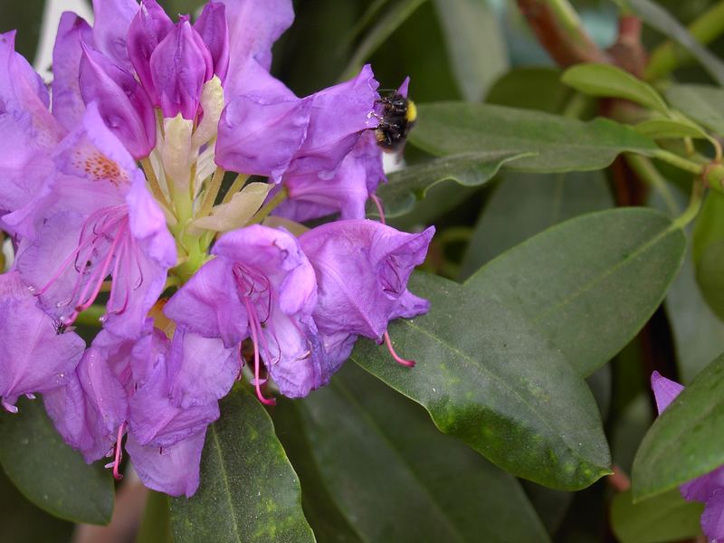 Hummel und Rododendron