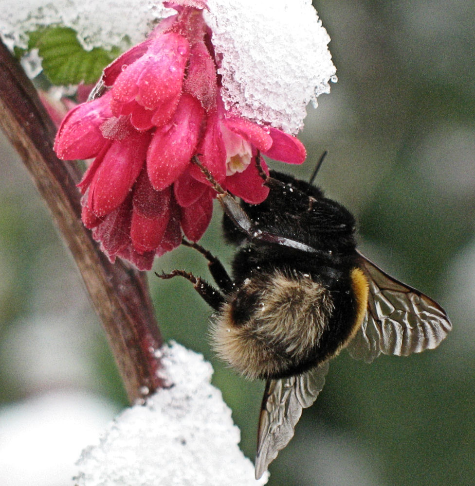 Hummel und Schnee