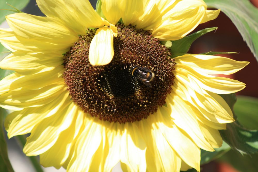 Hummel und Sonnenblume