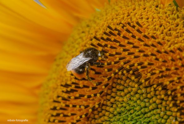 hummel und sonnenblume