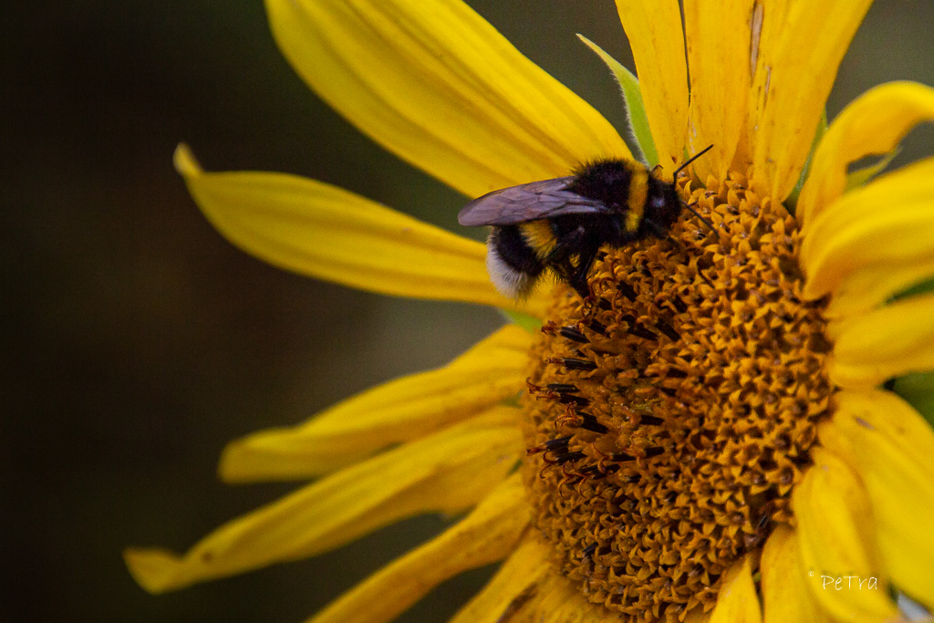 Hummel und Sonnenblume