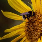 Hummel und Sonnenblume