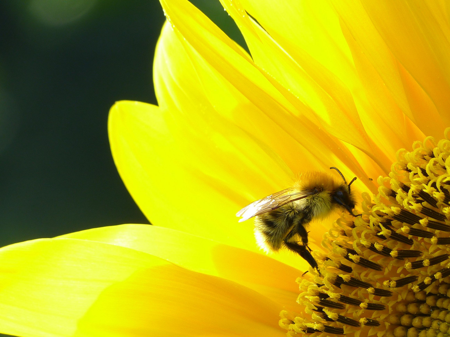 Hummel und Sonnenblume