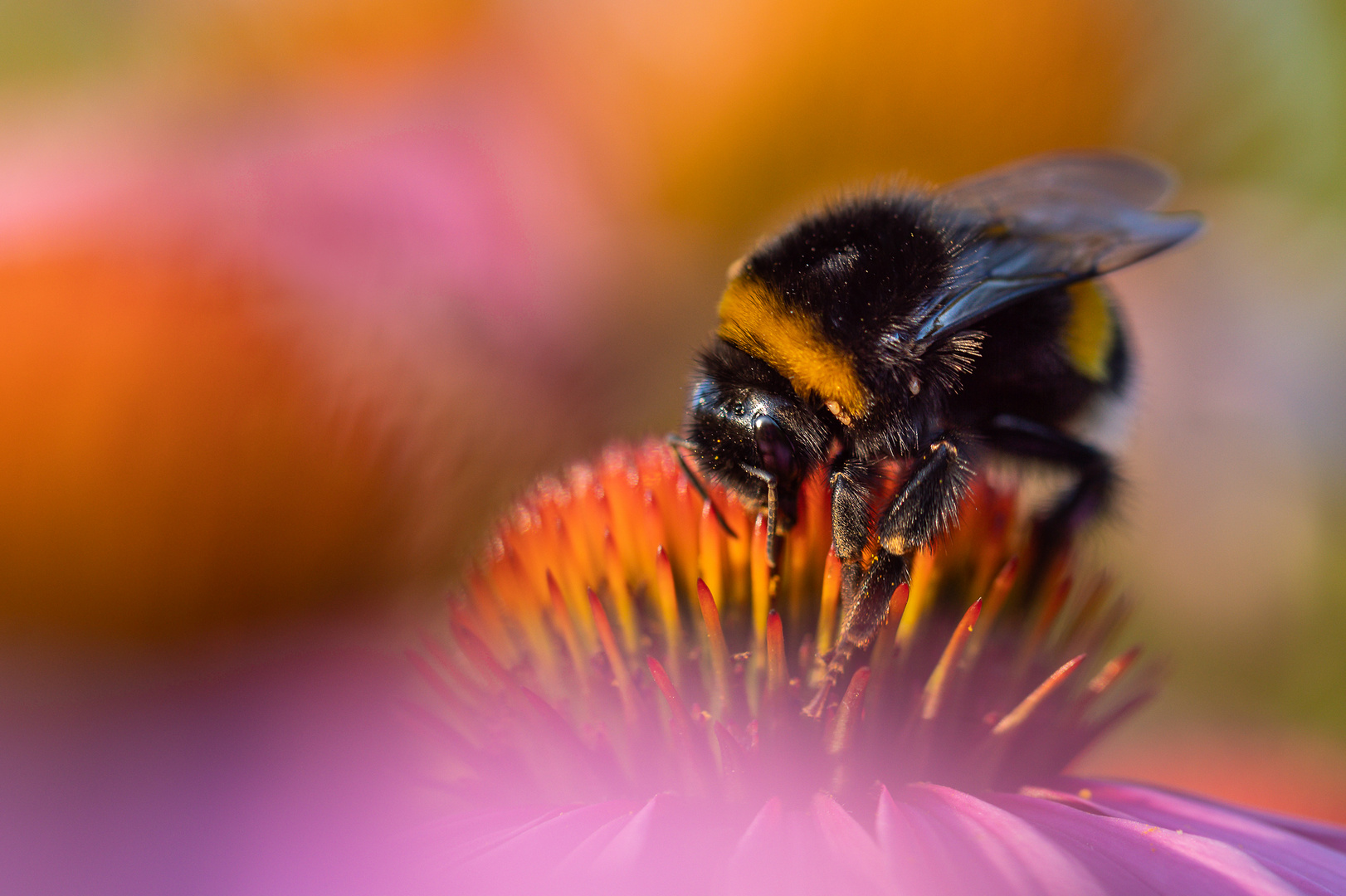 Hummel und Sonnenhut im abendlichen Licht