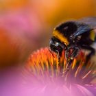 Hummel und Sonnenhut im abendlichen Licht