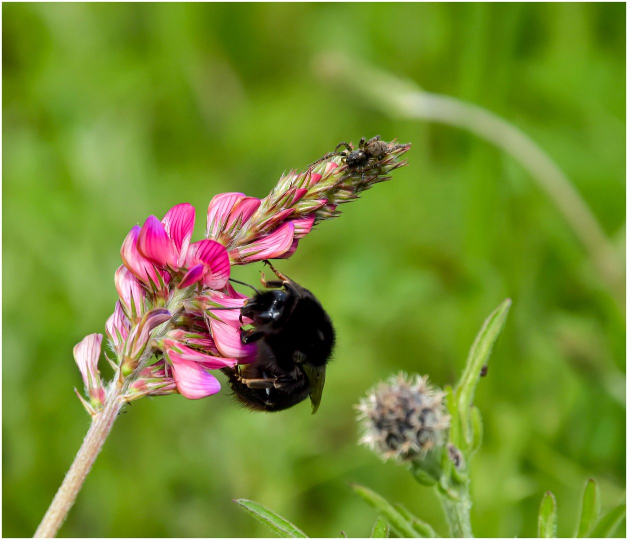 Hummel und Spinne auf einer Blume