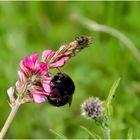 Hummel und Spinne auf einer Blume