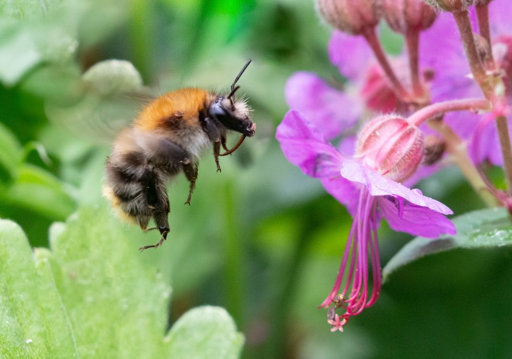 Hummel und Storchenschnabel