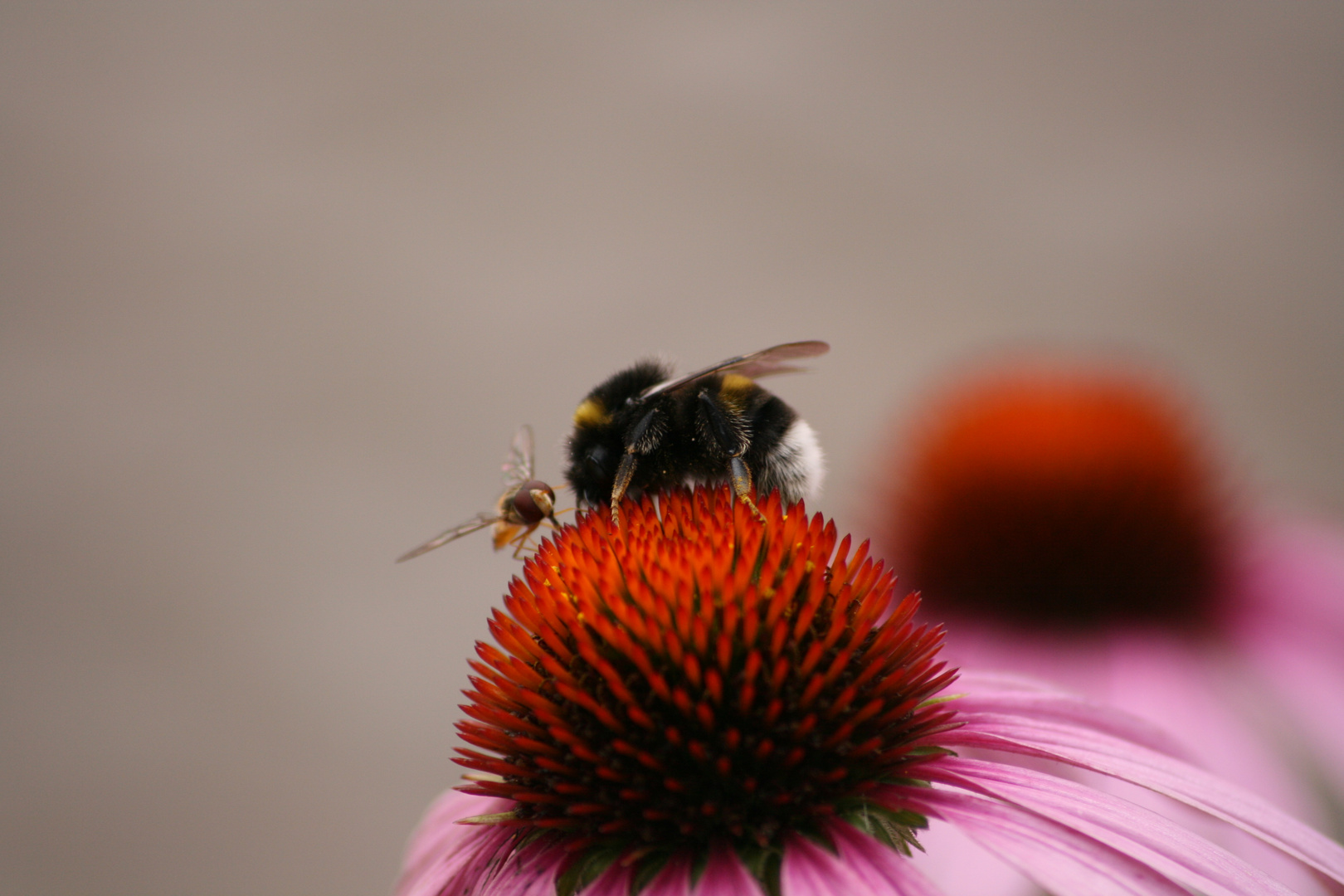 Hummel und Wespe beim Lunch