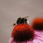 Hummel und Wespe beim Lunch