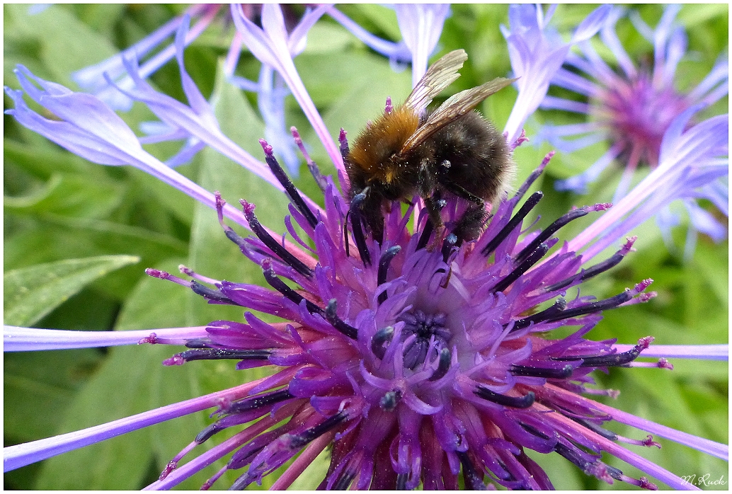 Hummel unterwegs auf einer Wiesenflockenblüte ,