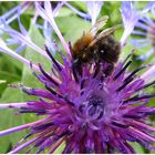 Hummel unterwegs auf einer Wiesenflockenblüte ,