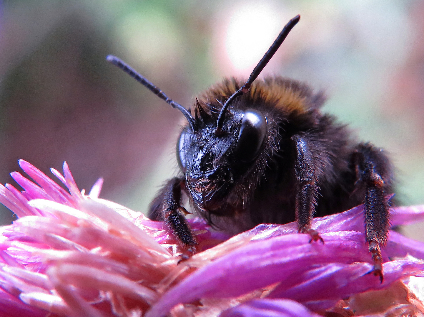 Hummel versteckt sich auf einer Wiesen-Flockenblume