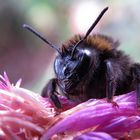 Hummel versteckt sich auf einer Wiesen-Flockenblume