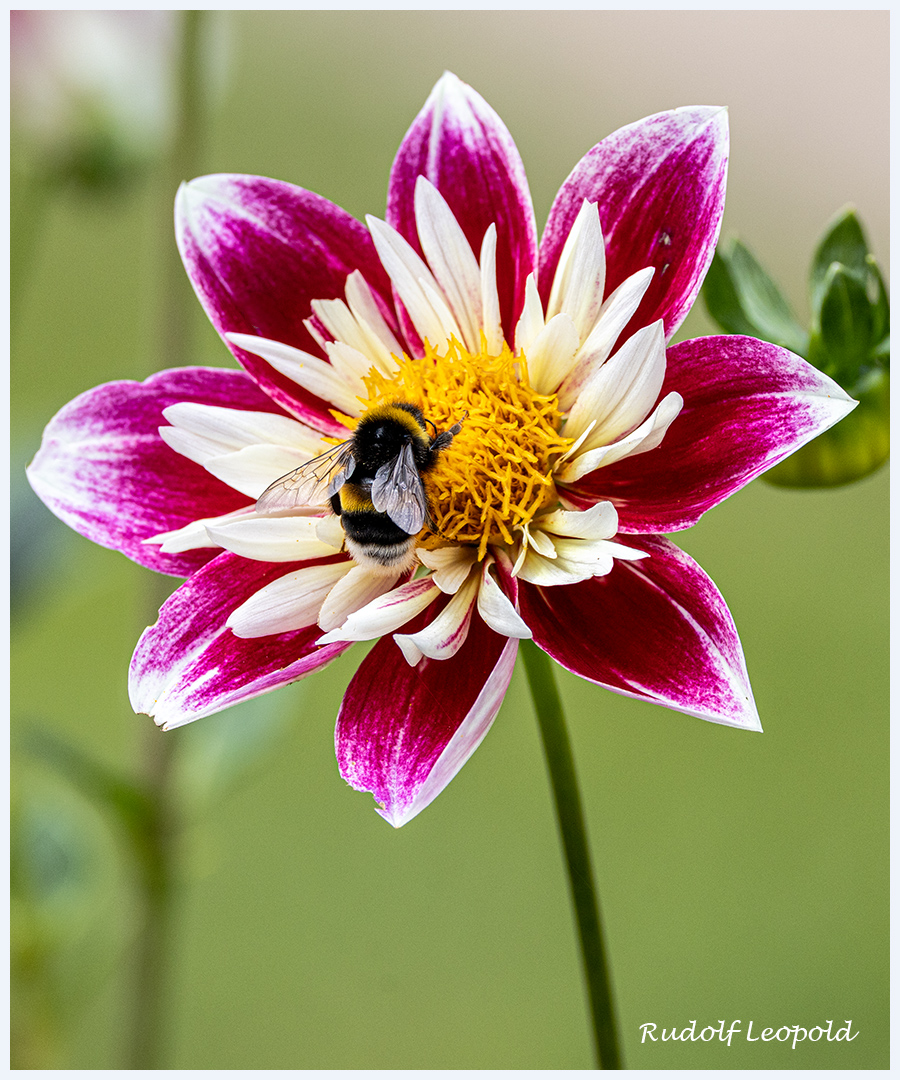 Hummel vertieft in einer Dahlienblüte