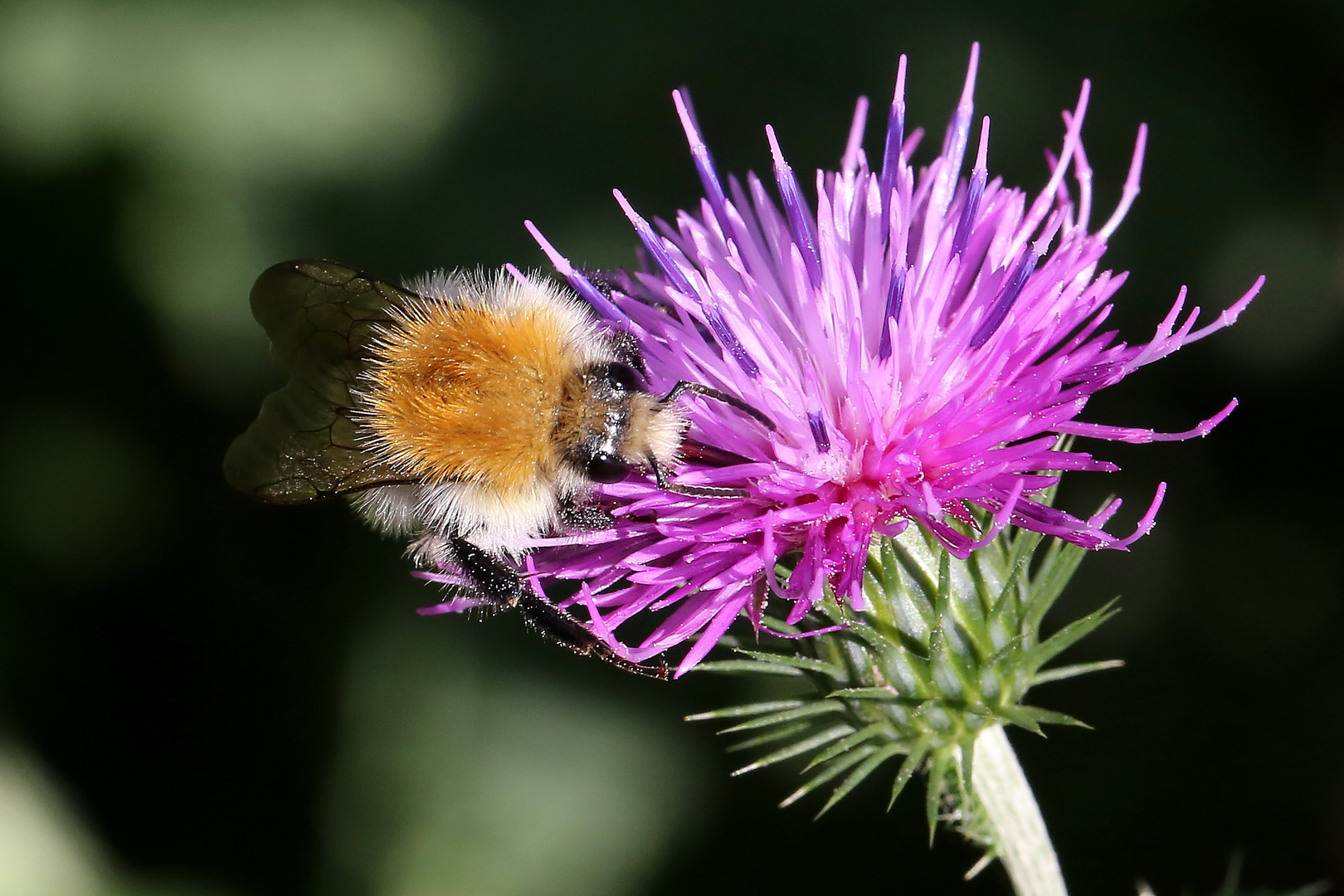 Hummel (VI) - Ackerhummel – Bombus pascuorum