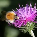 Hummel (VI) - Ackerhummel – Bombus pascuorum