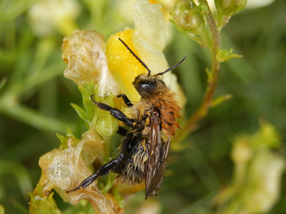 Hummel - Völlig durchnässt