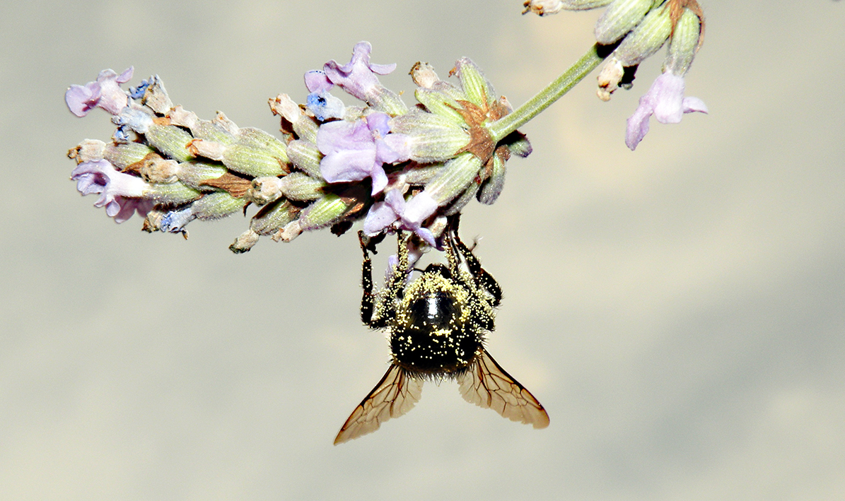 Hummel voll!