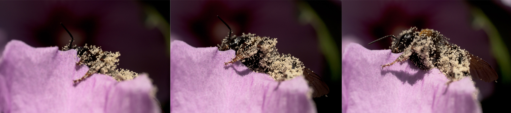 Hummel voll beladen