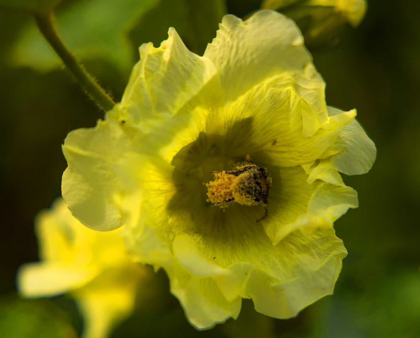 Hummel voller Blütenstaub