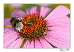 Hummel voller Blütenstaub