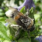 Hummel voller Pollen