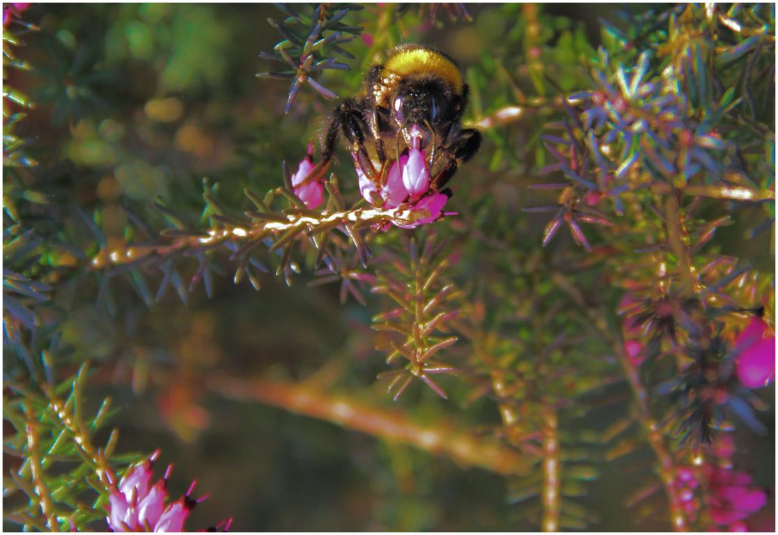 Hummel von heute !!!!