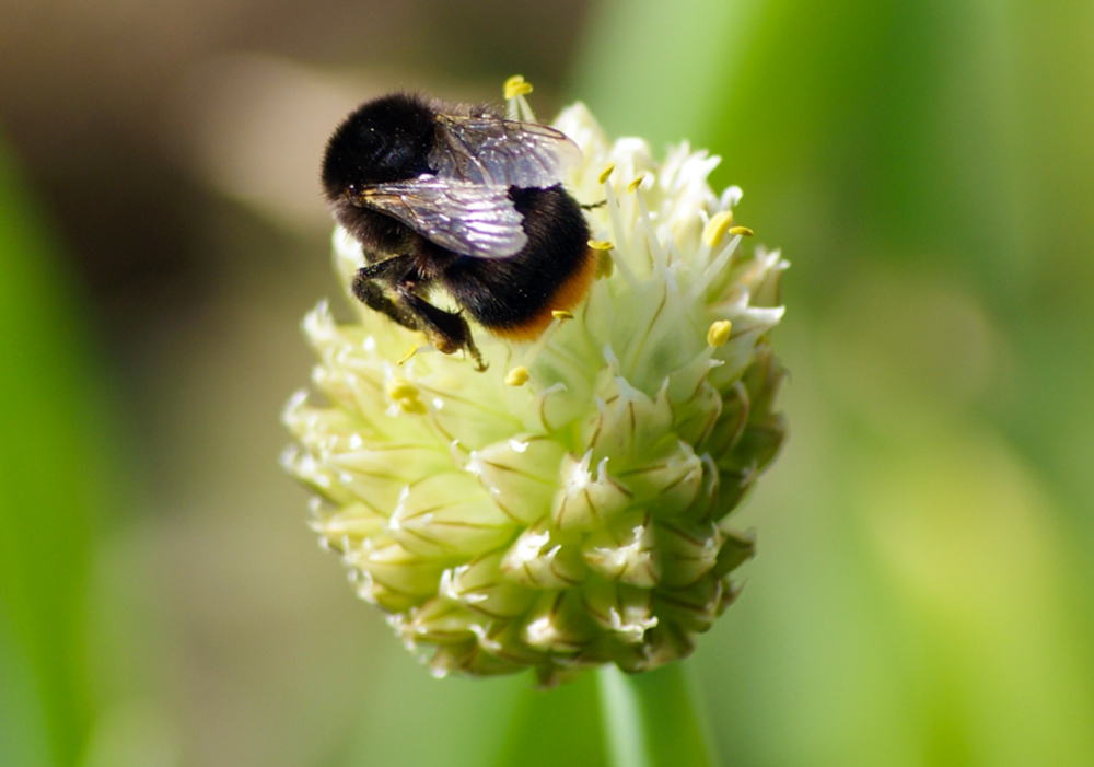 Hummel von hinten