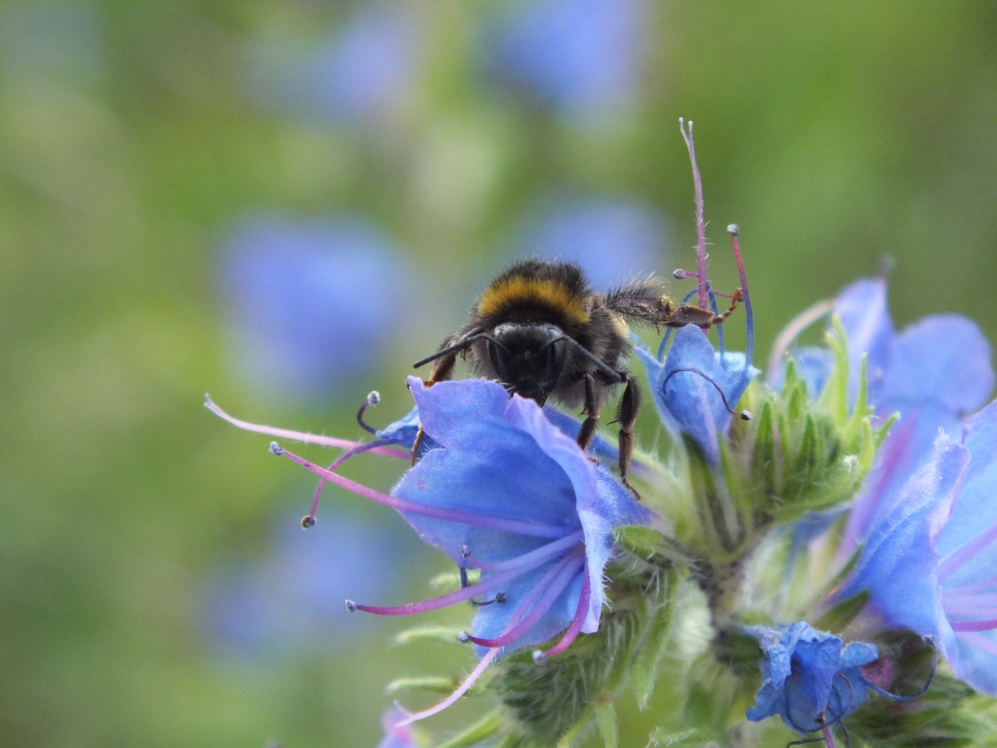 Hummel von vorne