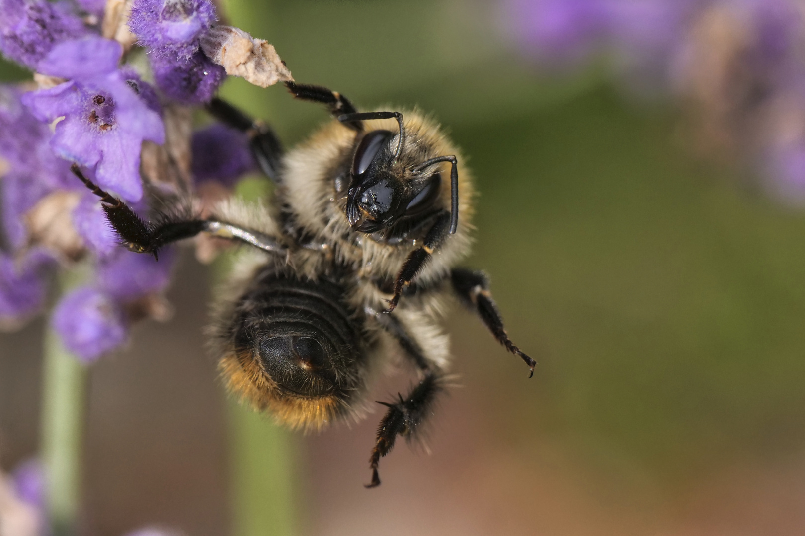 Hummel vor Blüte