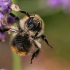 Hummel vor Blüte