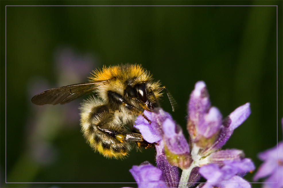 Hummel vor dem Spiel