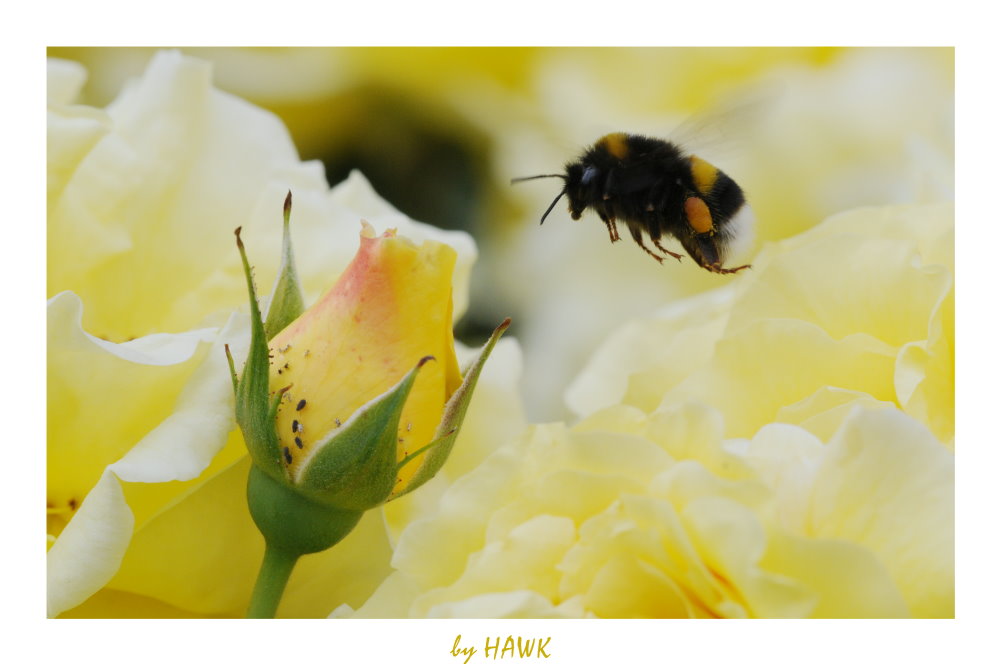 Hummel vor gelben Rosen